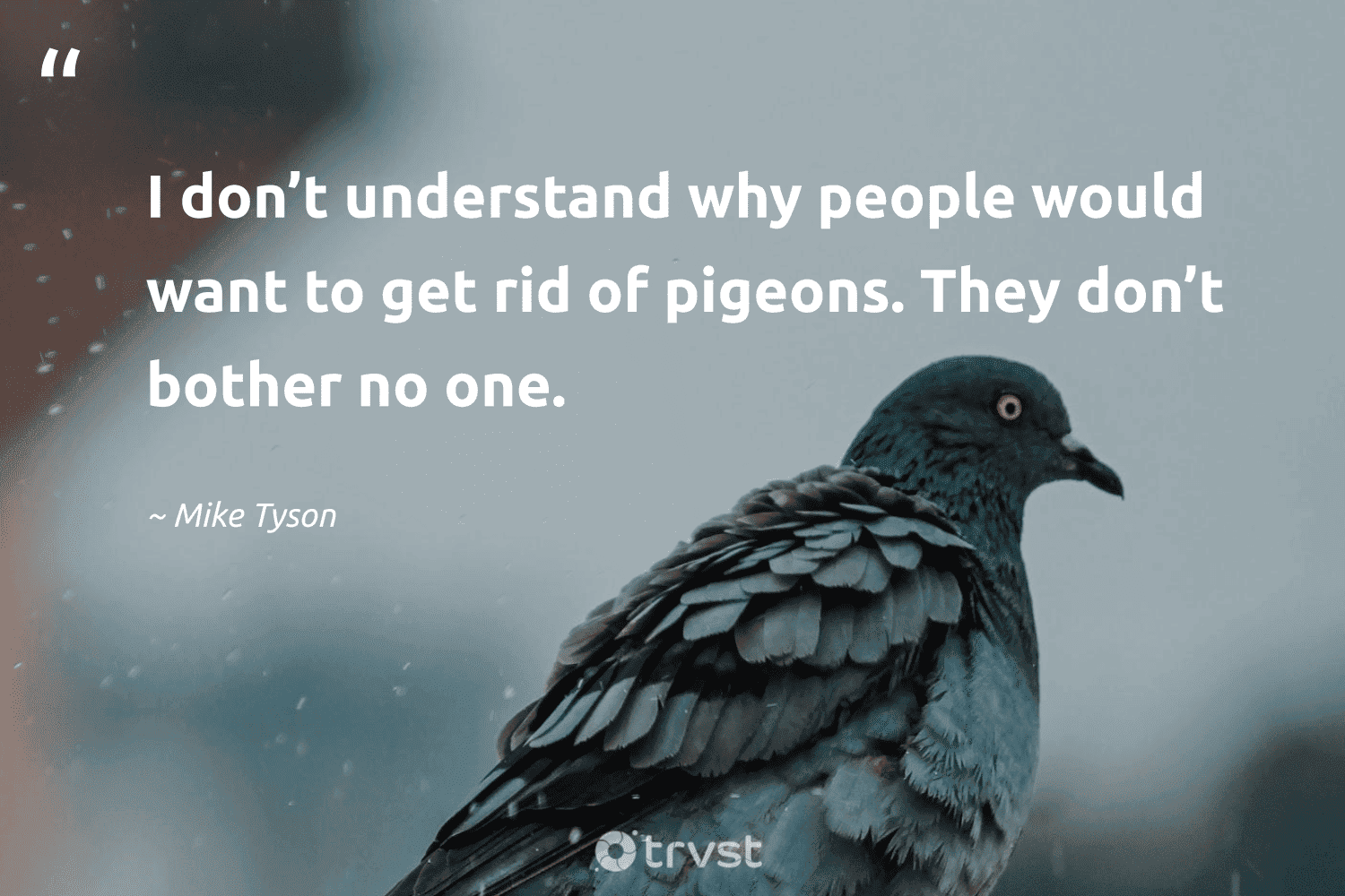 "I don’t understand why people would want to get rid of pigeons. They don’t bother no one." -Mike Tyson #trvst #quotes #ecoconscious #bethechange #pigeon #people 
