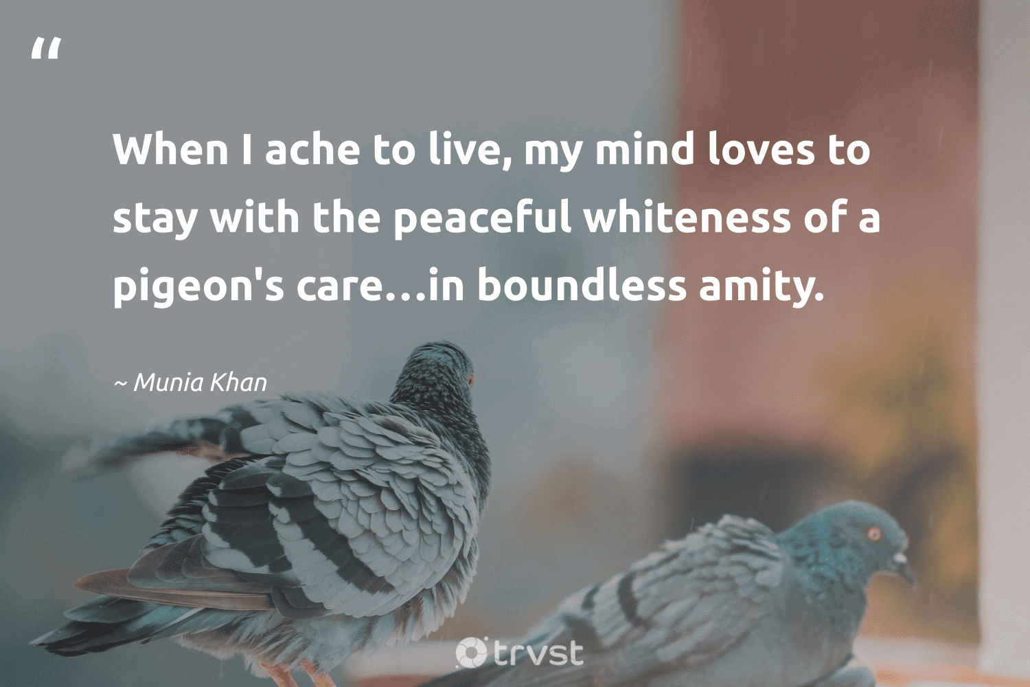 "When I ache to live, my mind loves to stay with the peaceful whiteness of a pigeon's care…in boundless amity." -Munia Khan #trvst #quotes #socialimpact #socialchange #pigeon 