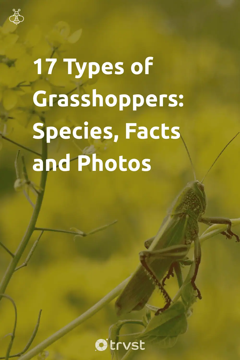 Pinterest Image for 17 Types of Grasshoppers: Species, Facts and Photos