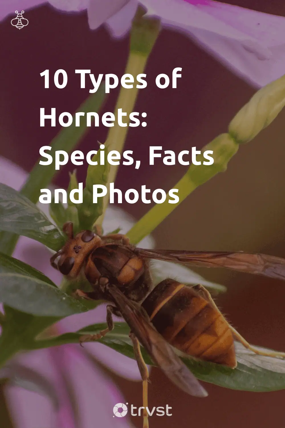 Pinterest Image for 10 Types of Hornets: Species, Facts and Photos