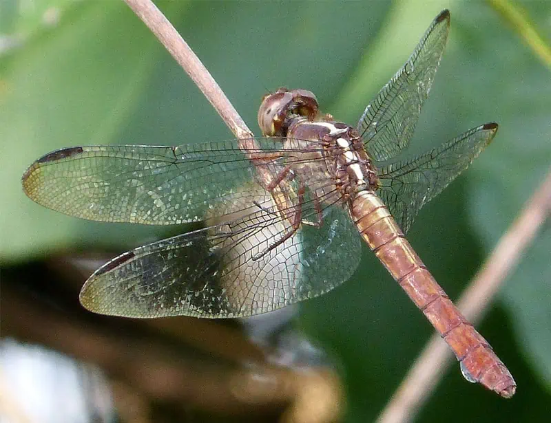 Roseate Skimmer