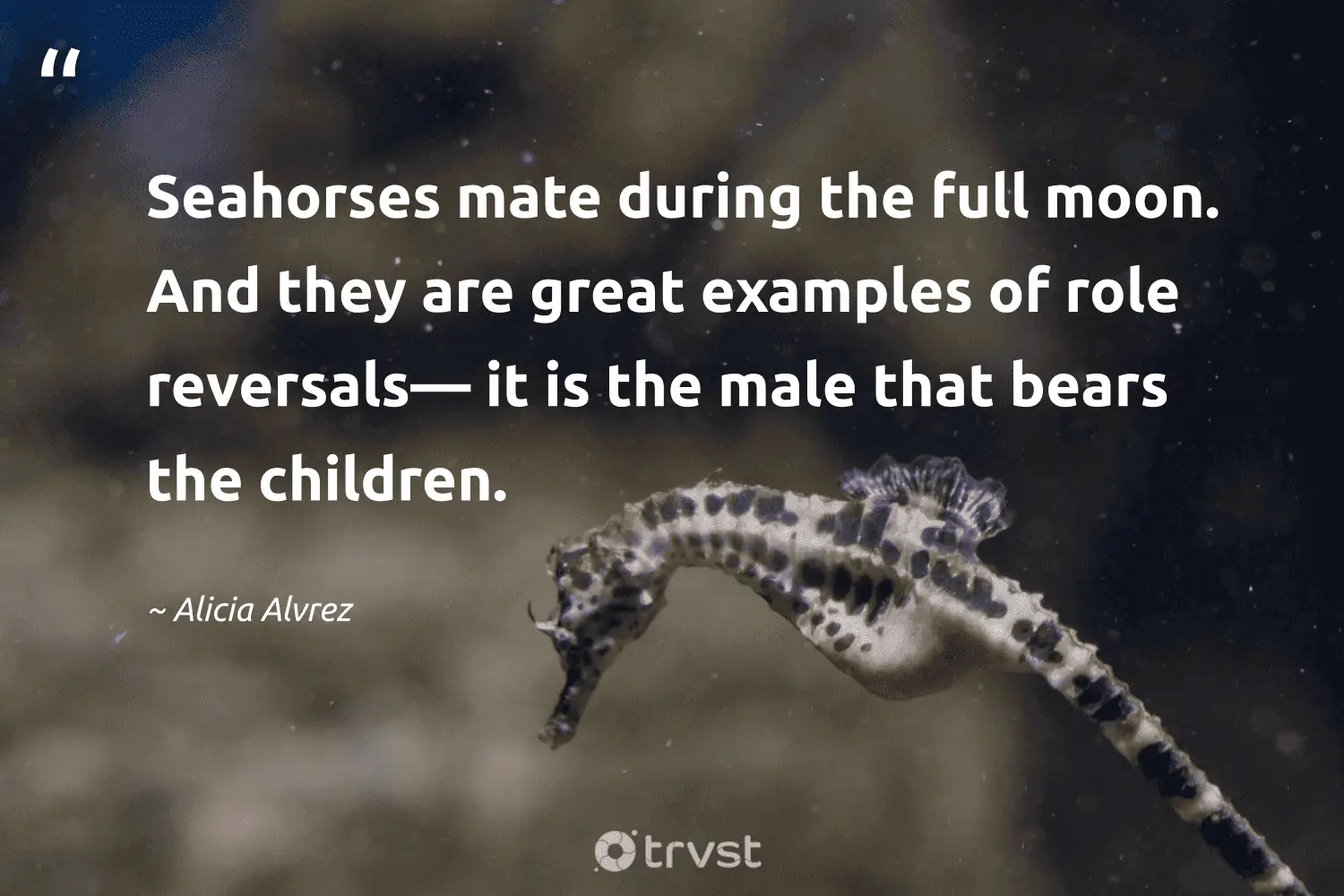 "Seahorses mate during the full moon. And they are great examples of role reversals— it is the male that bears the children." -Alicia Alvrez #trvst #quotes #bethechange #socialimpact #seahorse 