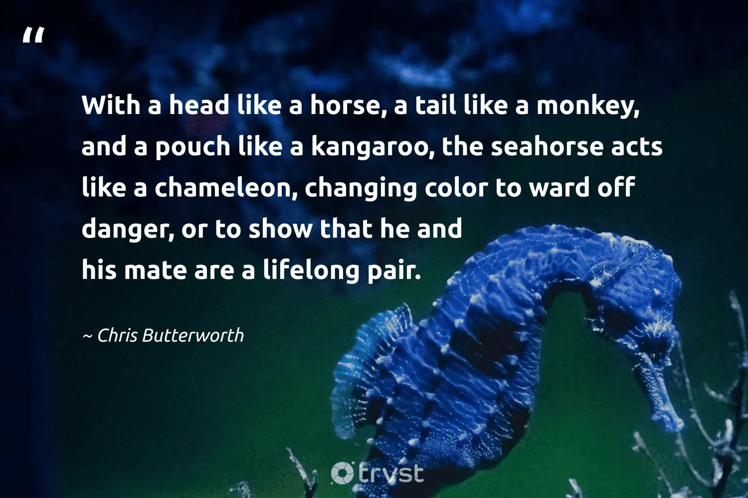 "With a head like a horse, a tail like a monkey, and a pouch like a kangaroo, the seahorse acts like a chameleon, changing color to ward off danger, or to show that he and his mate are a lifelong pair." -Chris Butterworth #trvst #quotes #bethechange #dogood #seahorse 