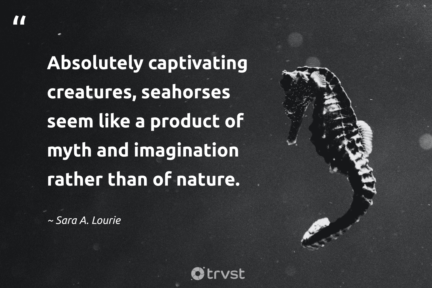 "Absolutely captivating creatures, seahorses seem like a product of myth and imagination rather than of nature." -Sara A. Lourie #trvst #quotes #thinkgreen #dogood #seahorse #nature 