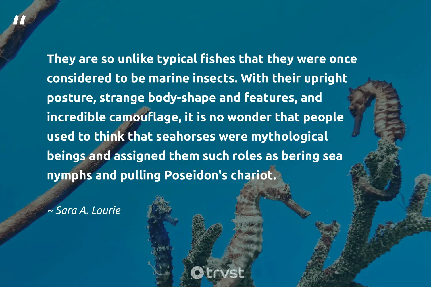 "They are so unlike typical fishes that they were once considered to be marine insects. With their upright posture, strange body-shape and features, and incredible camouflage, it is no wonder that people used to think that seahorses were mythological beings and assigned them such roles as bering sea nymphs and pulling Poseidon's chariot." -Sara A. Lourie #trvst #quotes #socialimpact #socialchange #seahorse #insects #people 