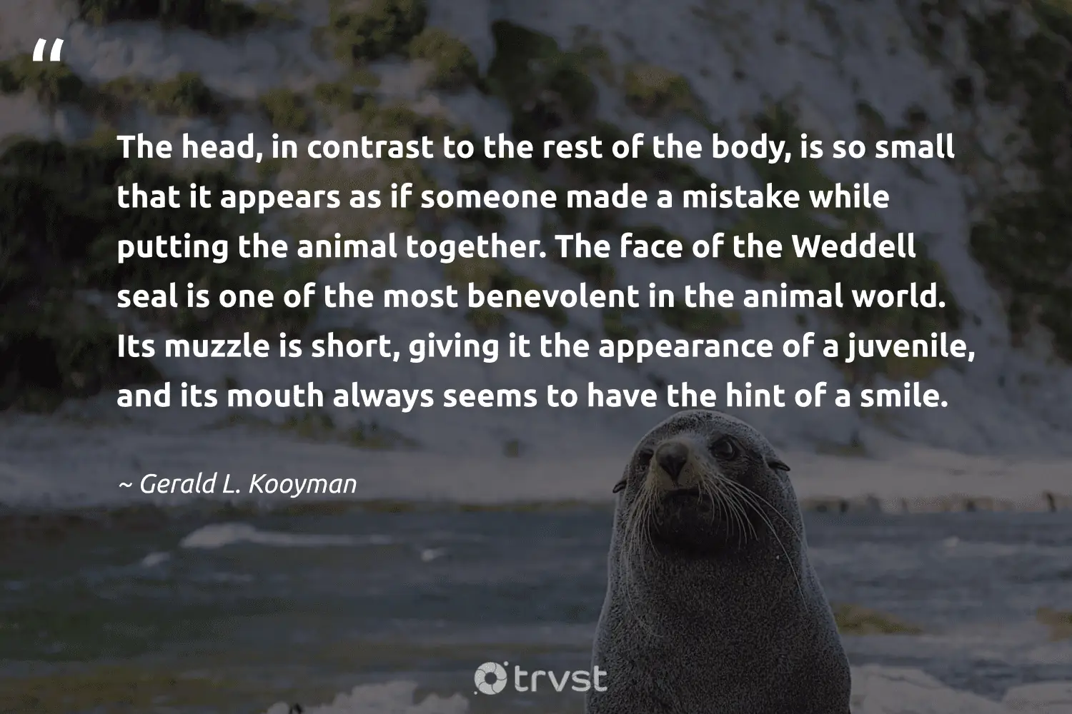 "The head, in contrast to the rest of the body, is so small that it appears as if someone made a mistake while putting the animal together. The face of the Weddell seal is one of the most benevolent in the animal world. Its muzzle is short, giving it the appearance of a juvenile, and its mouth always seems to have the hint of a smile." -Gerald L. Kooyman #trvst #quotes #bethechange #beinspired #seal #world #animal 