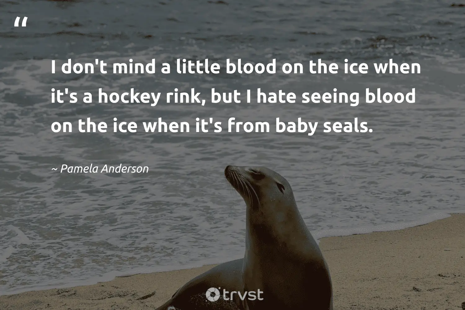 "I don't mind a little blood on the ice when it's a hockey rink, but I hate seeing blood on the ice when it's from baby seals." -Pamela Anderson #trvst #quotes #planetearthfirst #changetheworld #seal #blood 