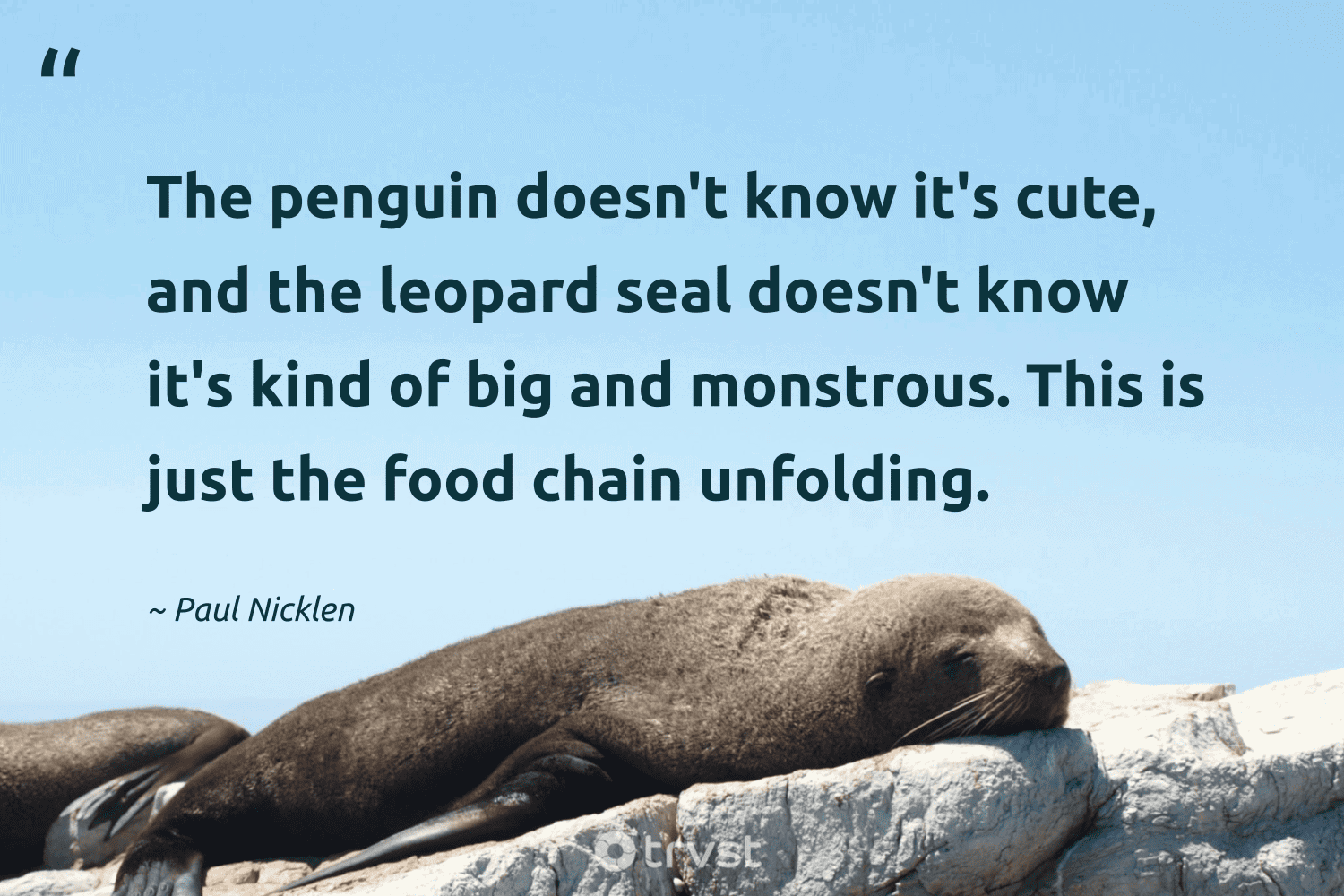 "The penguin doesn't know it's cute, and the leopard seal doesn't know it's kind of big and monstrous. This is just the food chain unfolding." -Paul Nicklen #trvst #quotes #ecoconscious #gogreen #seal #food 