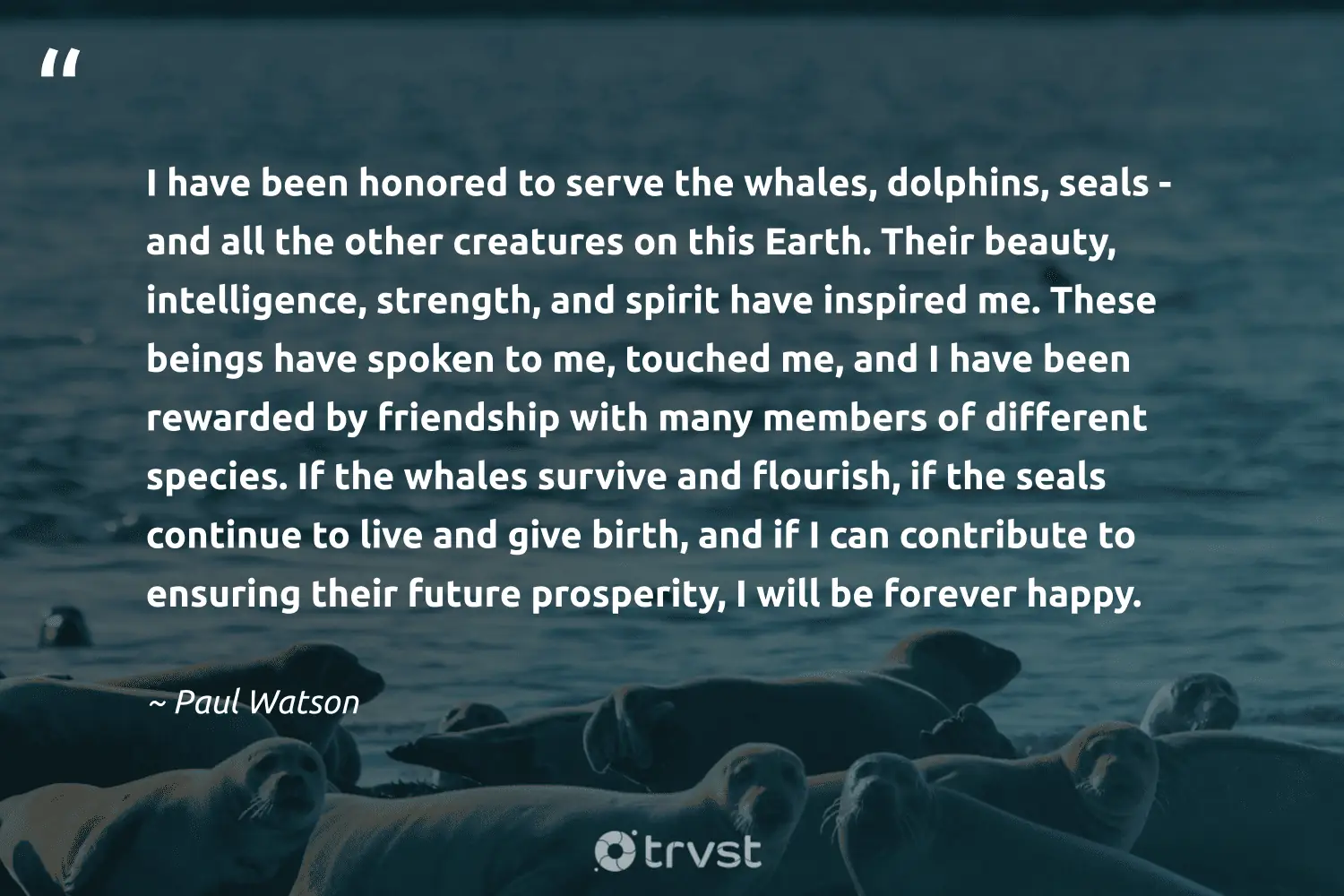 "I have been honored to serve the whales, dolphins, seals - and all the other creatures on this Earth. Their beauty, intelligence, strength, and spirit have inspired me. These beings have spoken to me, touched me, and I have been rewarded by friendship with many members of different species. If the whales survive and flourish, if the seals continue to live and give birth, and if I can contribute to ensuring their future prosperity, I will be forever happy." -Paul Watson #trvst #quotes #collectiveaction #socialimpact #seal #happy #spirit #beauty #future 