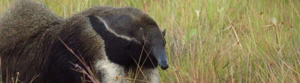 types of anteater