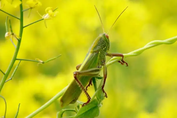 17 Types of Grasshoppers: Species, Facts and Photos