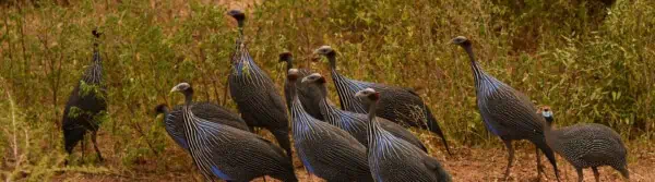 types of guinea fowl