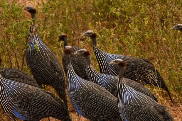6 Types of Guinea Fowls: Species, Facts and Photos