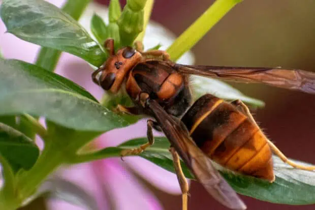 10 Types of Hornets: Species, Facts and Photos