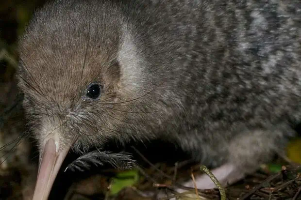 5 Types of Kiwi Birds: Facts and Photos