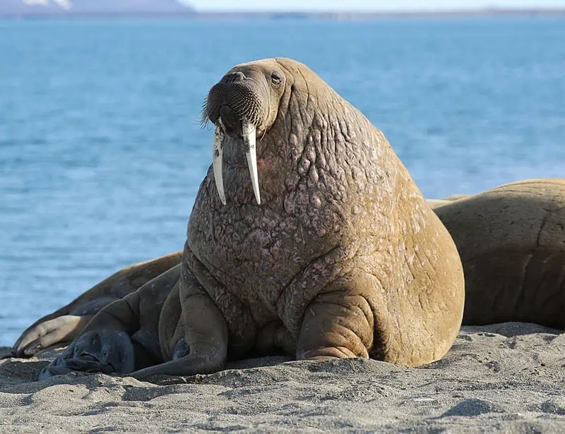 Walrus