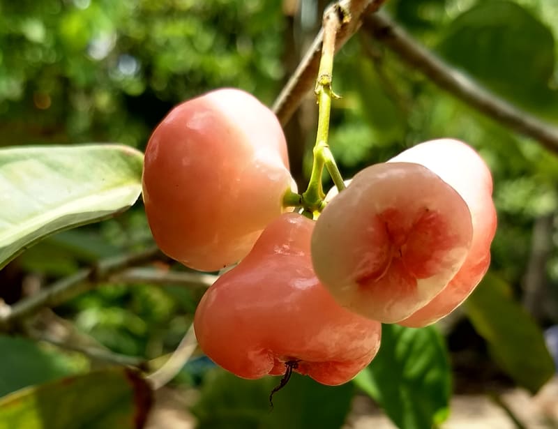 wax apple
