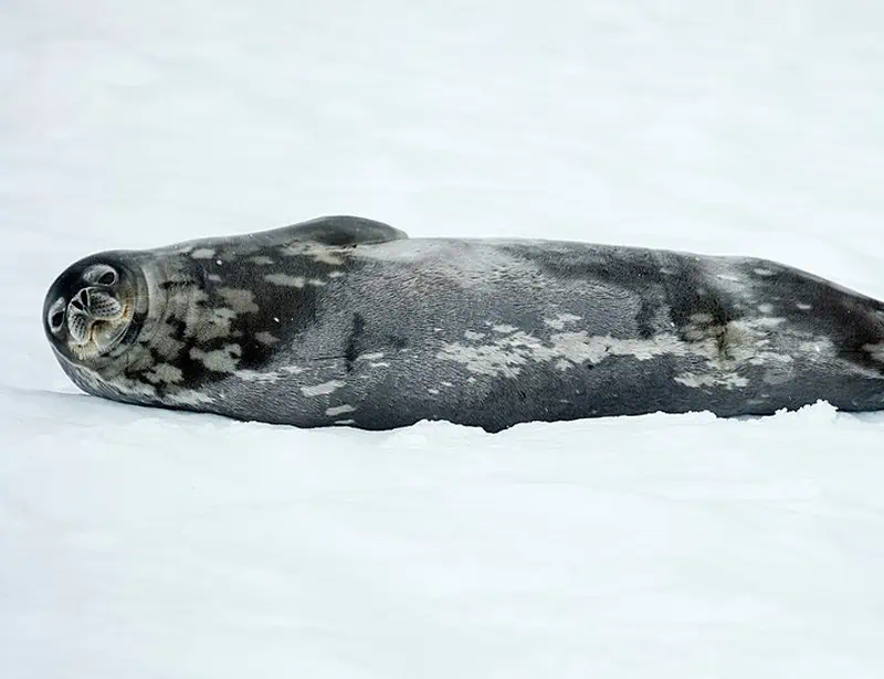 Weddell Seal