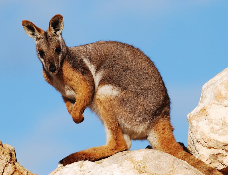 Yellow-footed Rock-wallaby
