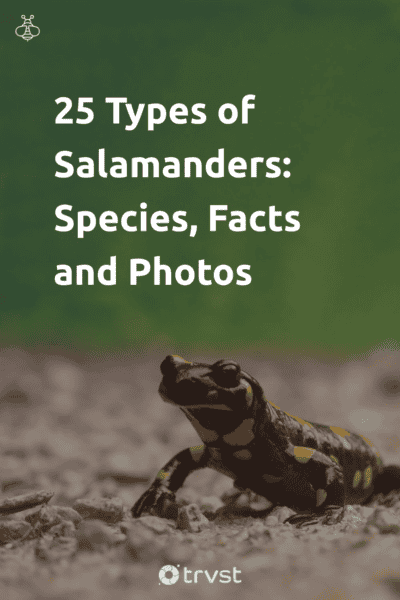 Pin Image Portrait 25 Types of Salamanders: Species, Facts and Photos