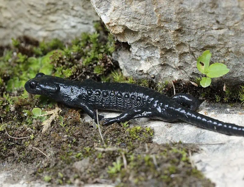 alpine salamander