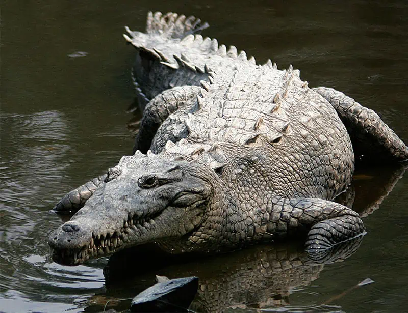 american crocodile