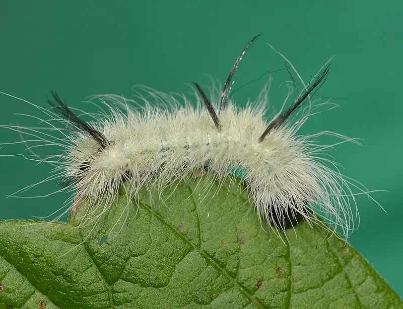 American Dagger Caterpillar