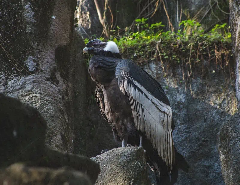 Andean Condor