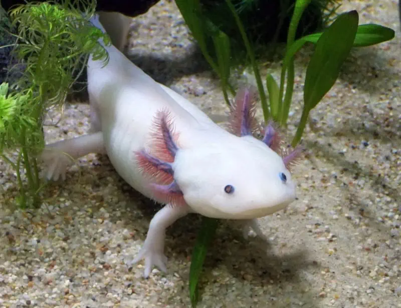 axolotl