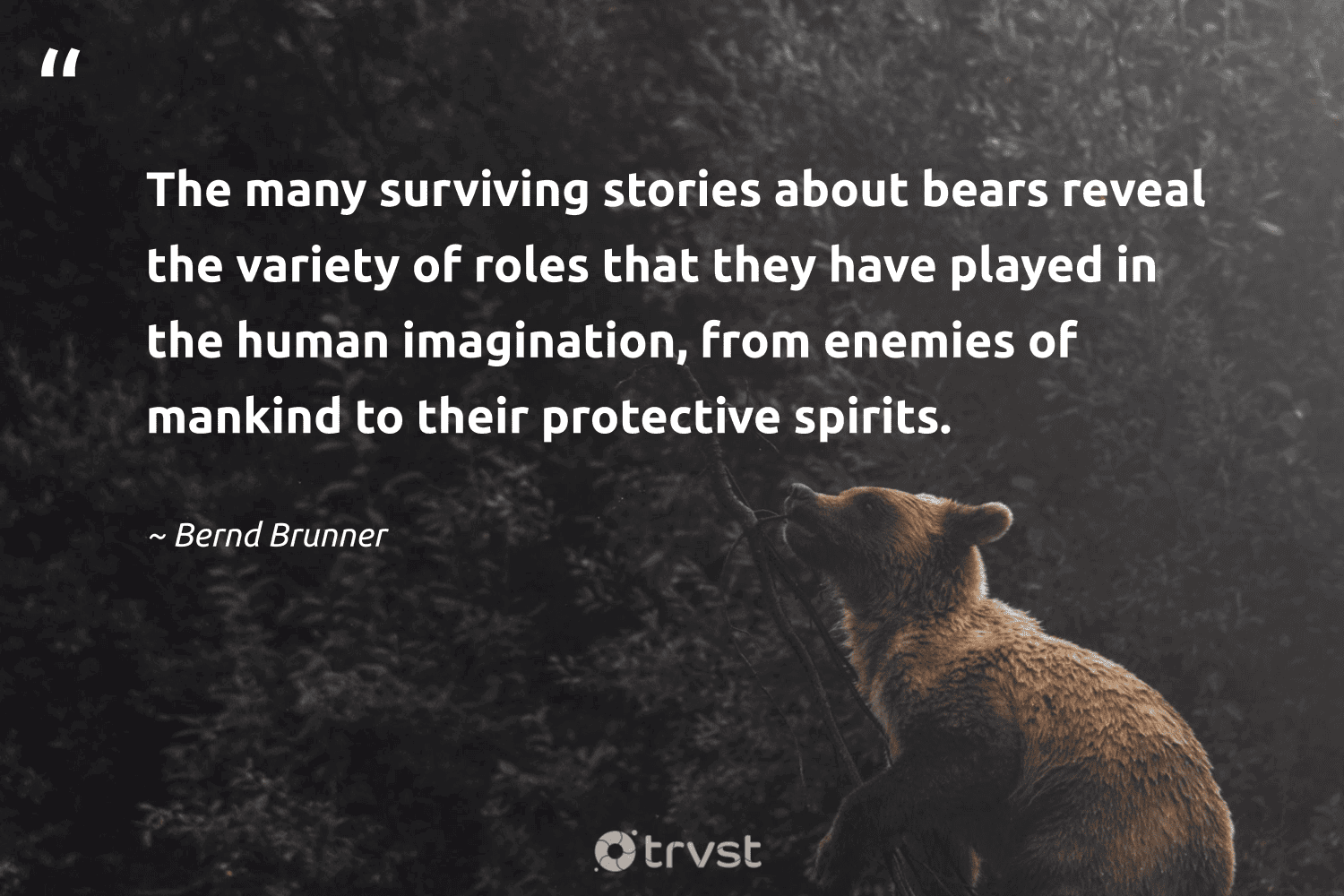 "The many surviving stories about bears reveal the variety of roles that they have played in the human imagination, from enemies of mankind to their protective spirits." -Bernd Brunner #trvst #quotes #planetearthfirst #gogreen #bear #human 