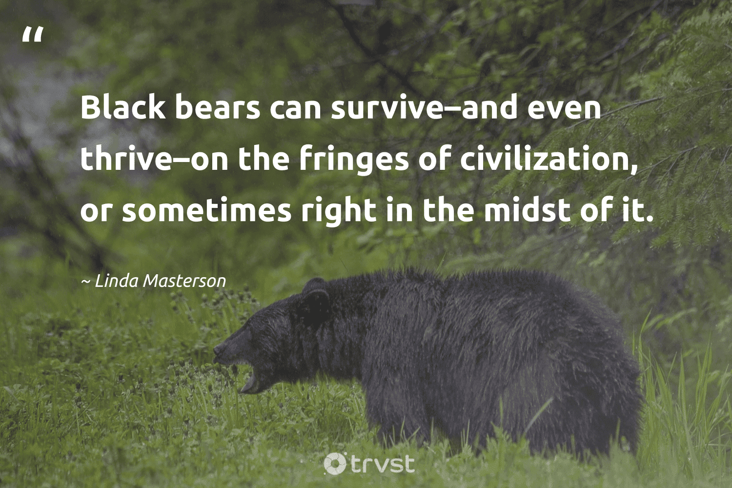 "Black bears can survive–and even thrive–on the fringes of civilization, or sometimes right in the midst of it." -Linda Masterson #trvst #quotes #bethechange #ecoconscious #bear 