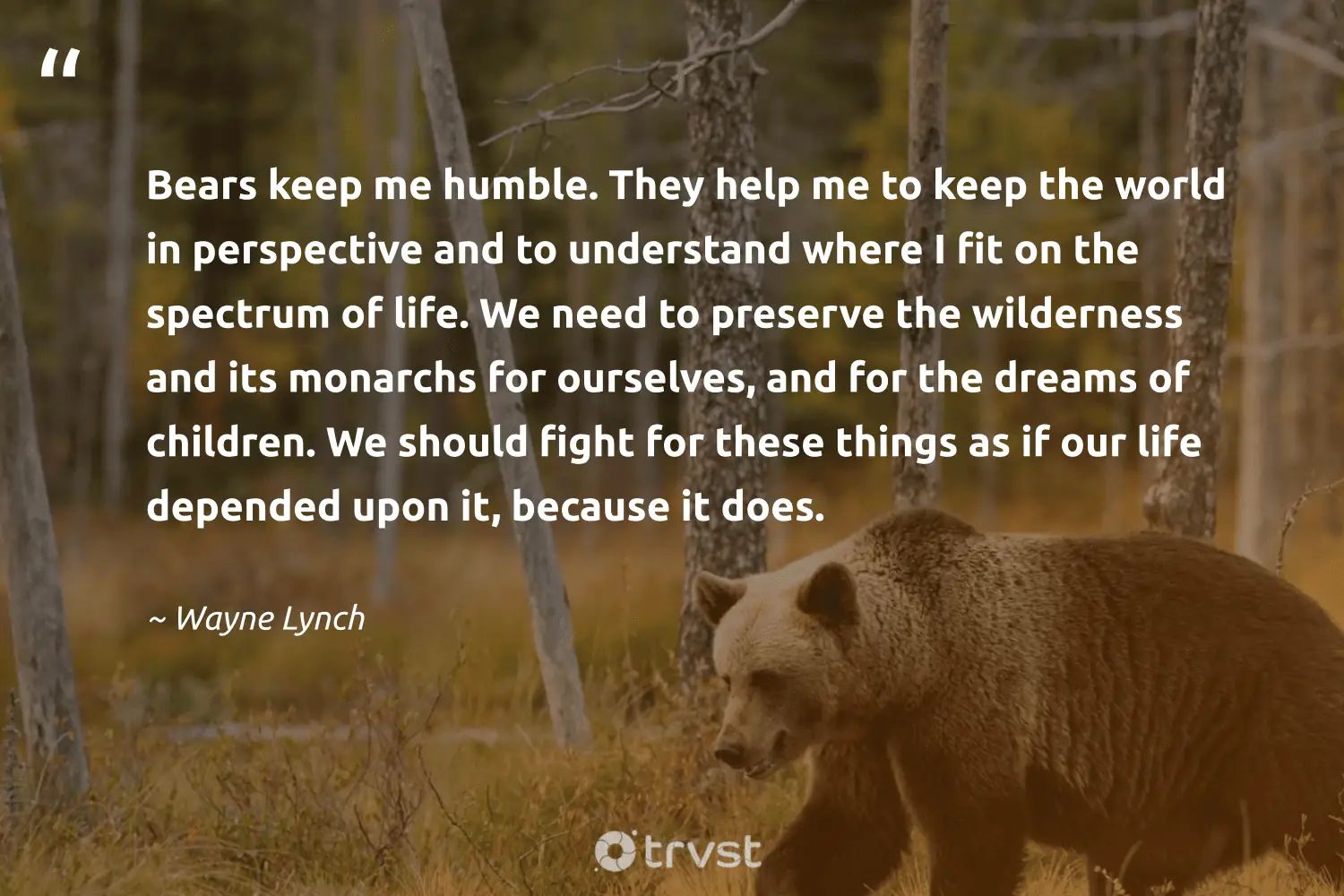 "Bears keep me humble. They help me to keep the world in perspective and to understand where I fit on the spectrum of life. We need to preserve the wilderness and its monarchs for ourselves, and for the dreams of children. We should fight for these things as if our life depended upon it, because it does." -Wayne Lynch #trvst #quotes #thinkgreen #planetearthfirst #bear #world #life #preserve #wilderness 