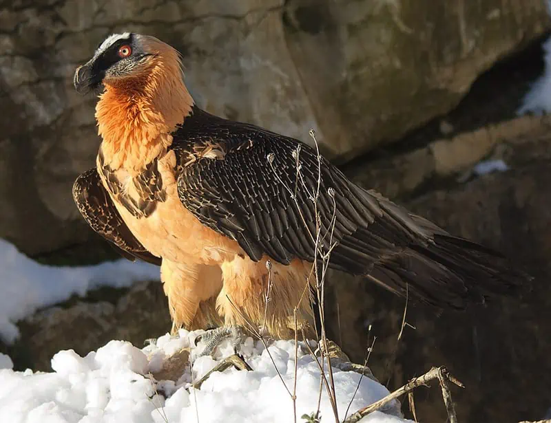Bearded Vulture