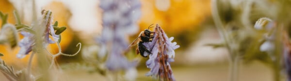 bee quotes