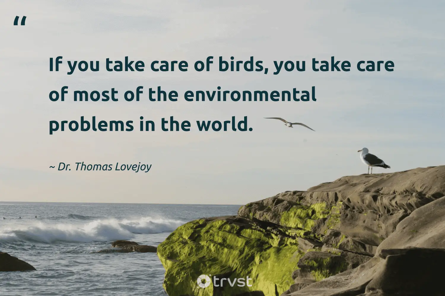"If you take care of birds, you take care of most of the environment problems in the world." -Dr. Thomas Lovejoy #trvst #quotes #socialimpact #changetheworld #birds #world 