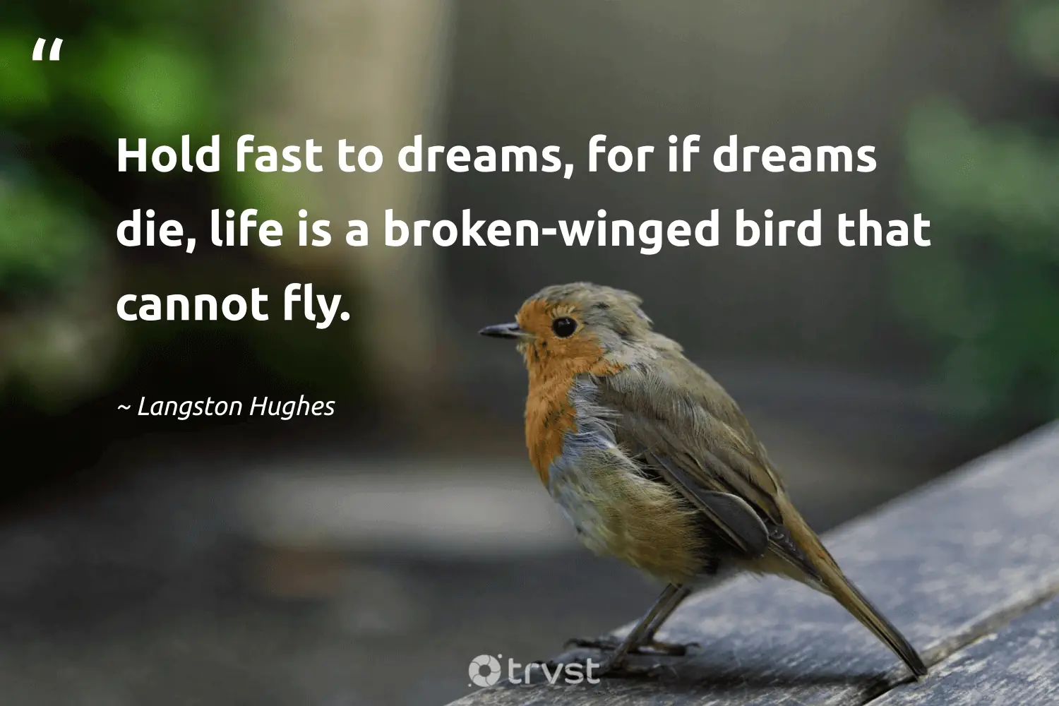 "Hold fast to dreams, for if dreams die, life is a broken-winged bird that cannot fly." -Langston Hughes #trvst #quotes #gogreen #beinspired #life #bird 