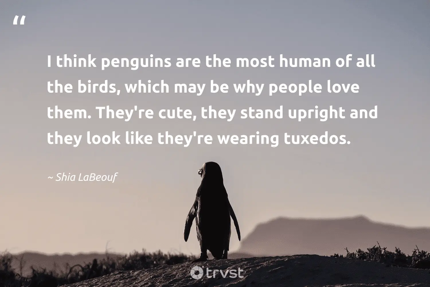 "I think penguins are the most human of all the birds, which may be why people love them. They're cute, they stand upright and they look like they're wearing tuxedos." -Shia LaBeouf #trvst #quotes #impact #changetheworld #love #birds #people #human 