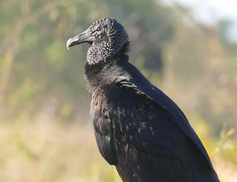 Black Vulture