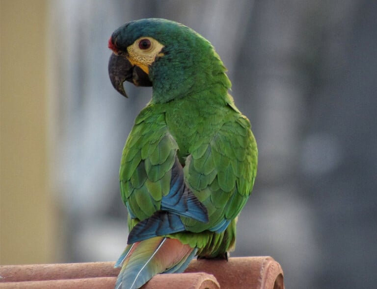 Primolius 19 Types of Macaws: Species, Facts and Photos