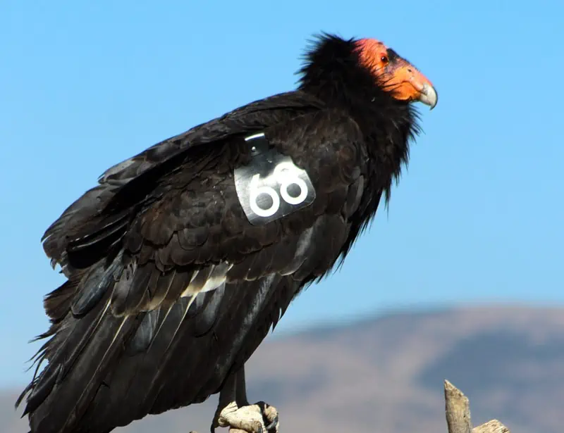  California Condor