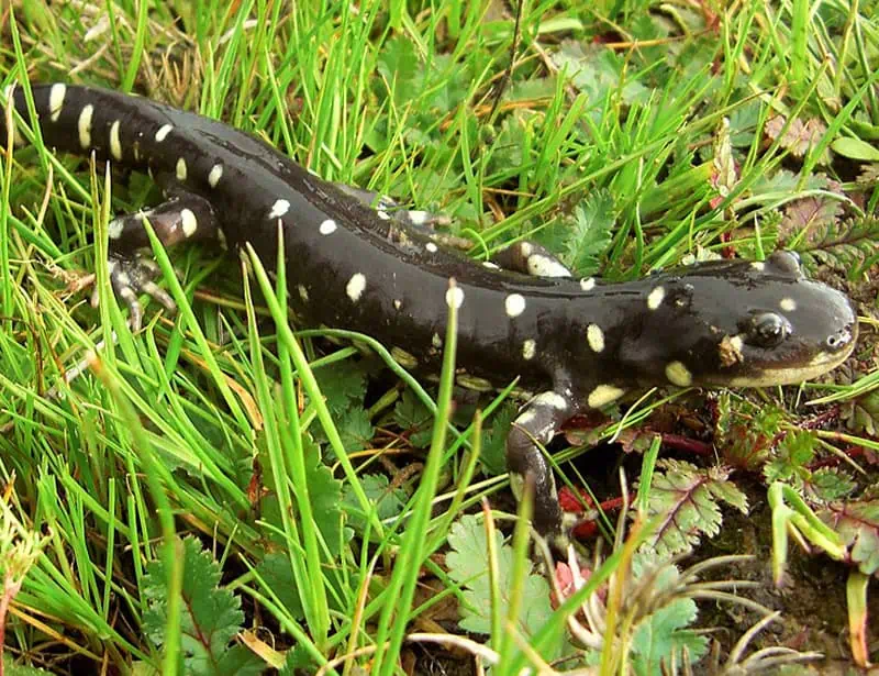 california tiger salamander