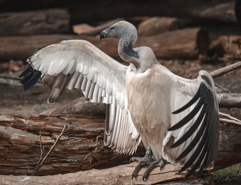 Cape Vulture
