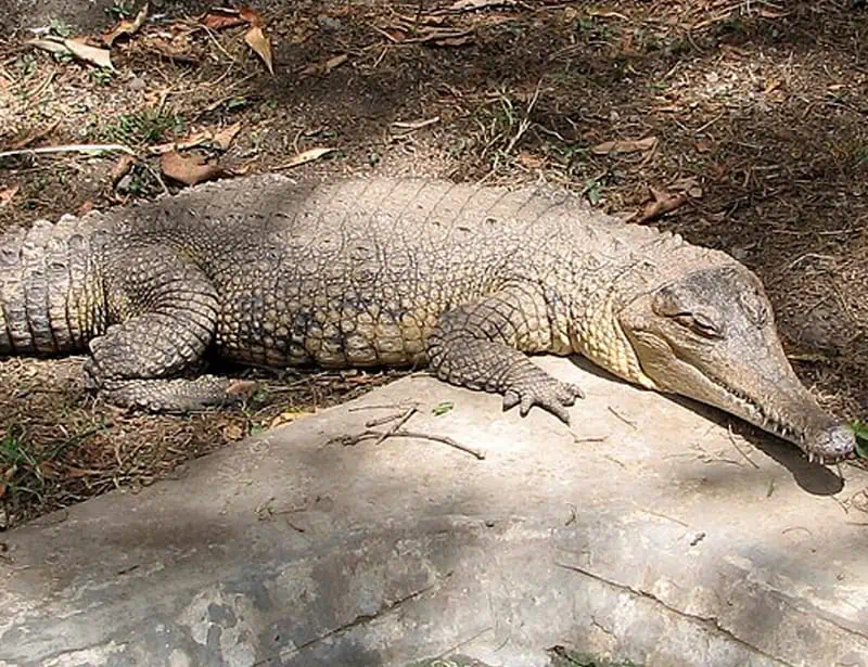 central african slender-snouted crocodile