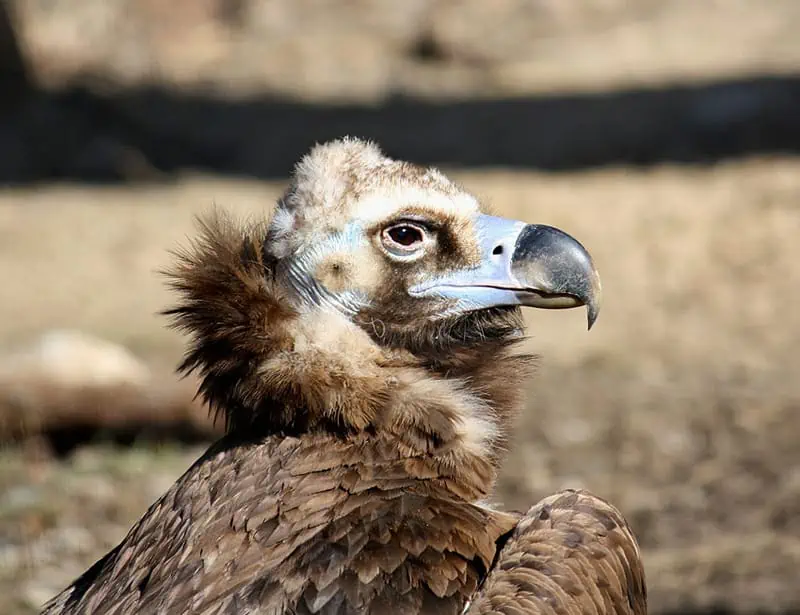 Cinereous Vulture