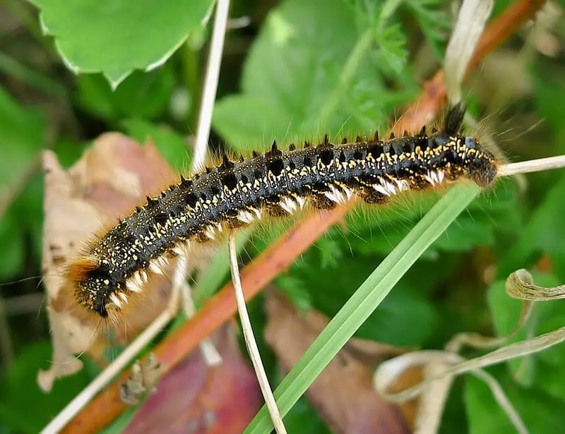 Drinker Moth Caterpillar