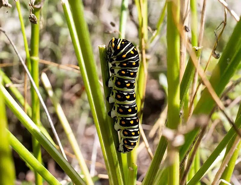 Eastern Black Swallowtail Caterpillar 