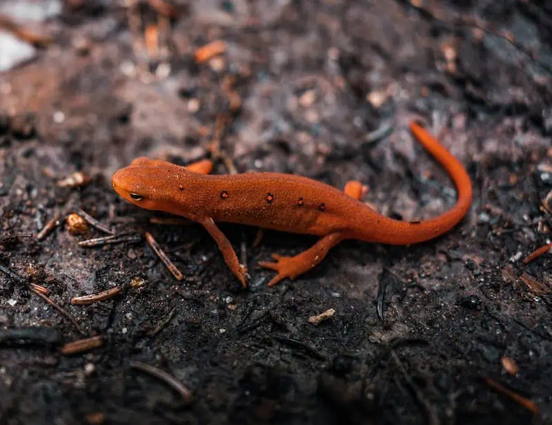 eastern newt