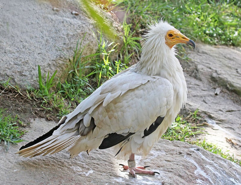 Egyptian Vulture