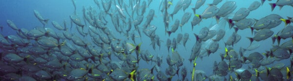fish quotes