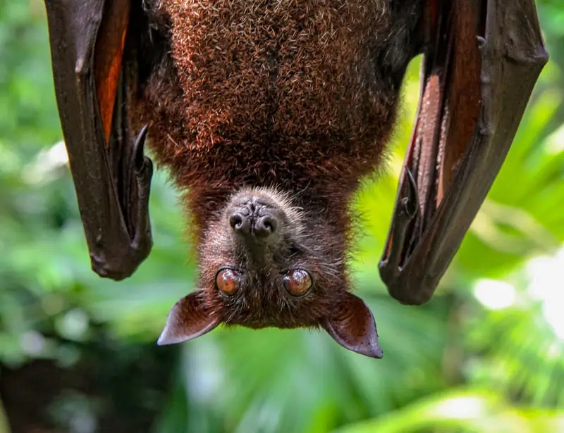 fruit bat hanging